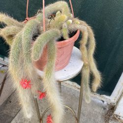 Hilderwintera Monkey Tail Cactus Flowering Plant, In 8 Inch Pot Pick Up Only 