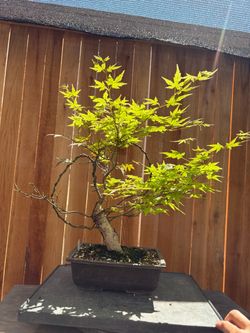 Japanese maple bonsai regular green / A20