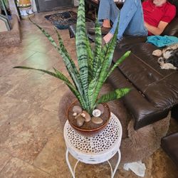 Sansevieria Snake Plant In Ceramic Pot With Stones And Shells 