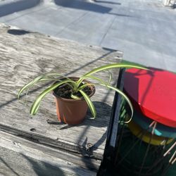 Spider Plant #2