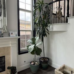 Pots And Plants 