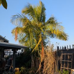 12ft+ Palm Tree Delivered And Planted