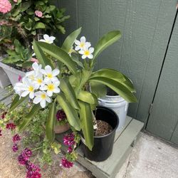 Plants