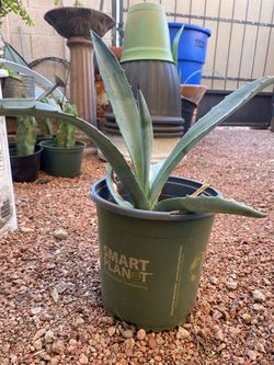 AGAVE