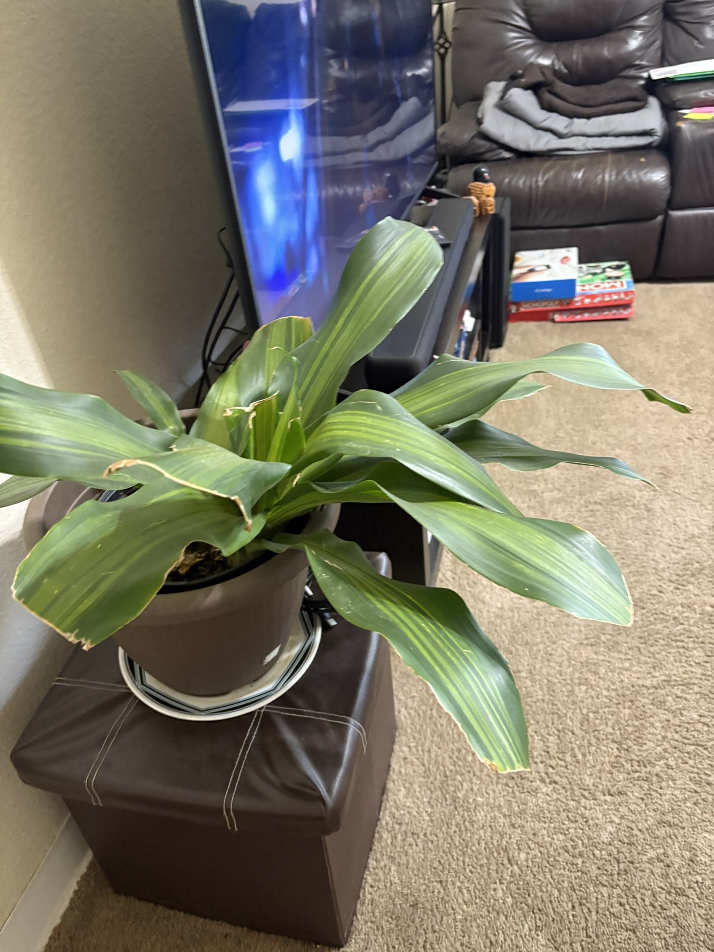 Indoor Plant