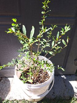 Pomegranate Tree