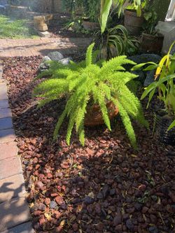 Foxtail Fern
