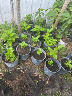 Passion fruit plant