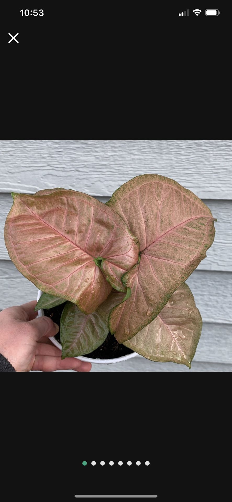 Pink Syngonium Arrowhead