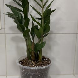 Zz Plant