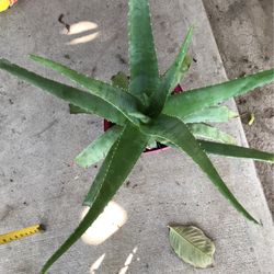 Aloe Vera Plants