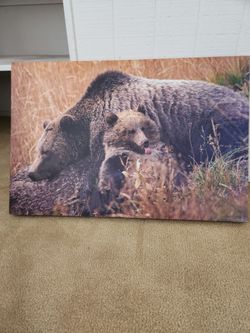 Bear print on vinyl