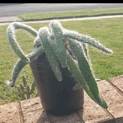 Opuntia Snow