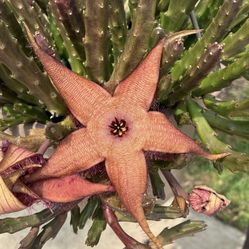 Macetitas De Planta Stapelia Muy Bonito Color 