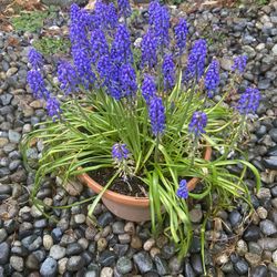 Large Decorative Pot Full Of Grape hyacinth, Muscari, Perennial Plant