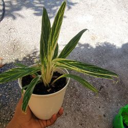 Anglaonema Raise Plant