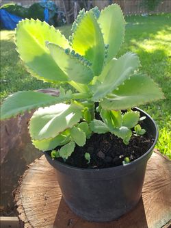 Mother of Thousands