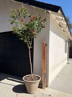 Crape Myrtle Tree 8ft