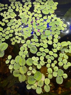 Floating aquarium plants Salvinia minima