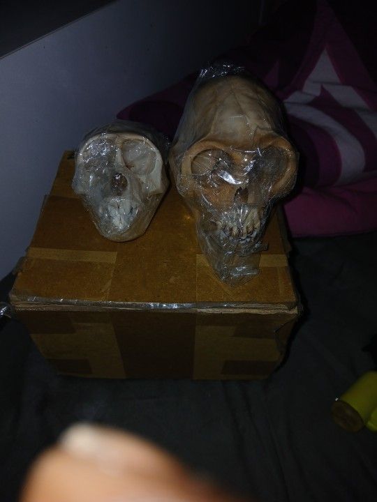 Actual Monkey Scolls