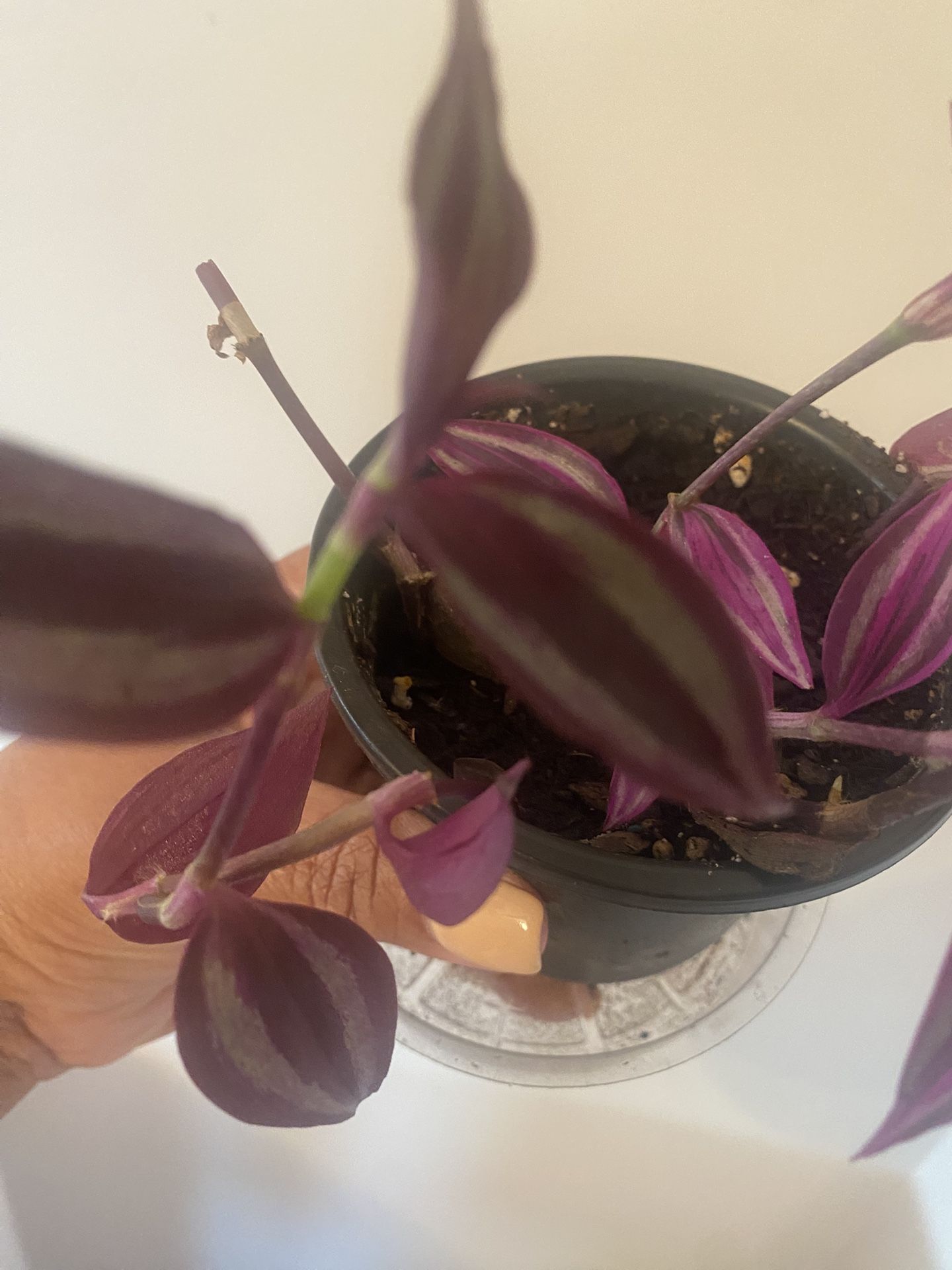 Tradescantia Zebrina surrounds tradescantia pink paradise in 4” pot