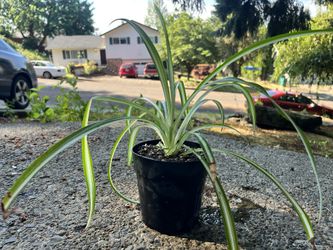 Healthy Spider Plant