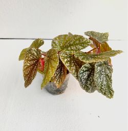 Begonia Snow Capped
