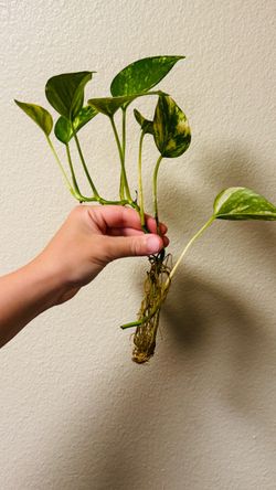 Golden Pothos Cutting with Roots