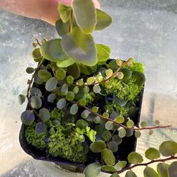 Marcgravia Sp. Round 