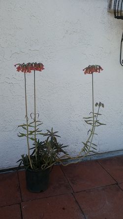 2 ft tall succulant in small pots with cluster of orange flowers