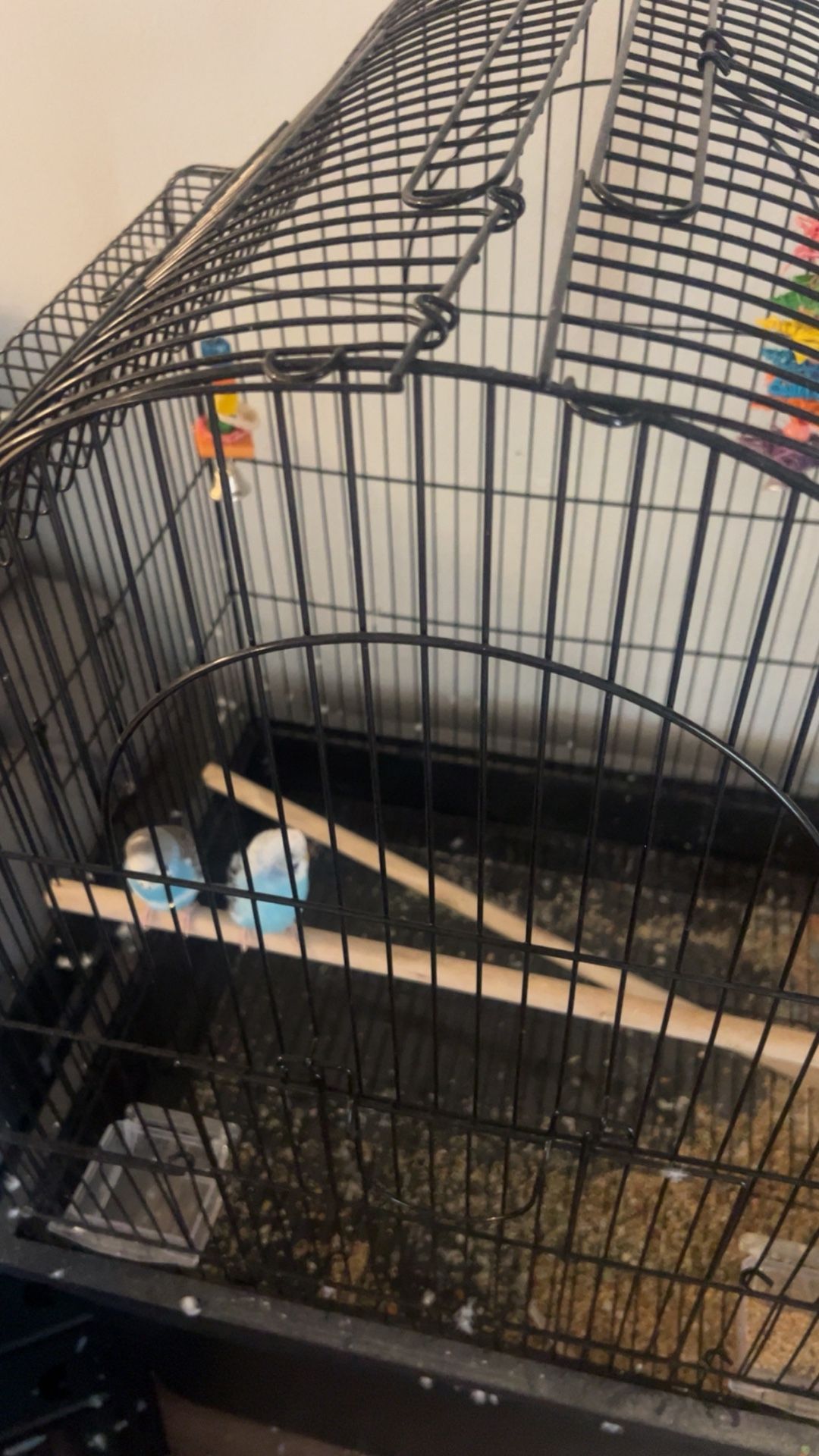 pareek birds !
