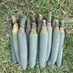 Monstera Deliciosa Fruit  And Plant Cutting 