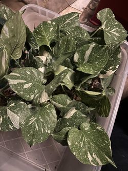 Monstera Thai