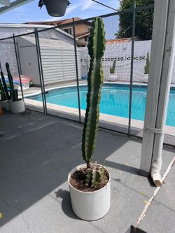 Peruvian Apple Cactus (Various Sizes)