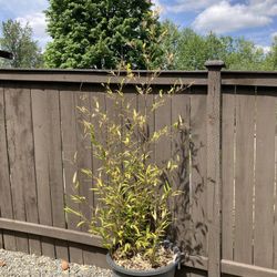 Black Bamboo