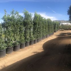 Ficus Nitida 25 Gallons Privacy Wall 