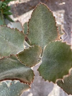 Velvet elephant ear succulent (Kalanchoe Beharensis)