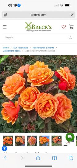 heirloom rose about face