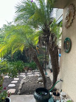 Free, 3 Pigmy Date Palms