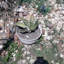 Texas Succulents Assorted Sizes