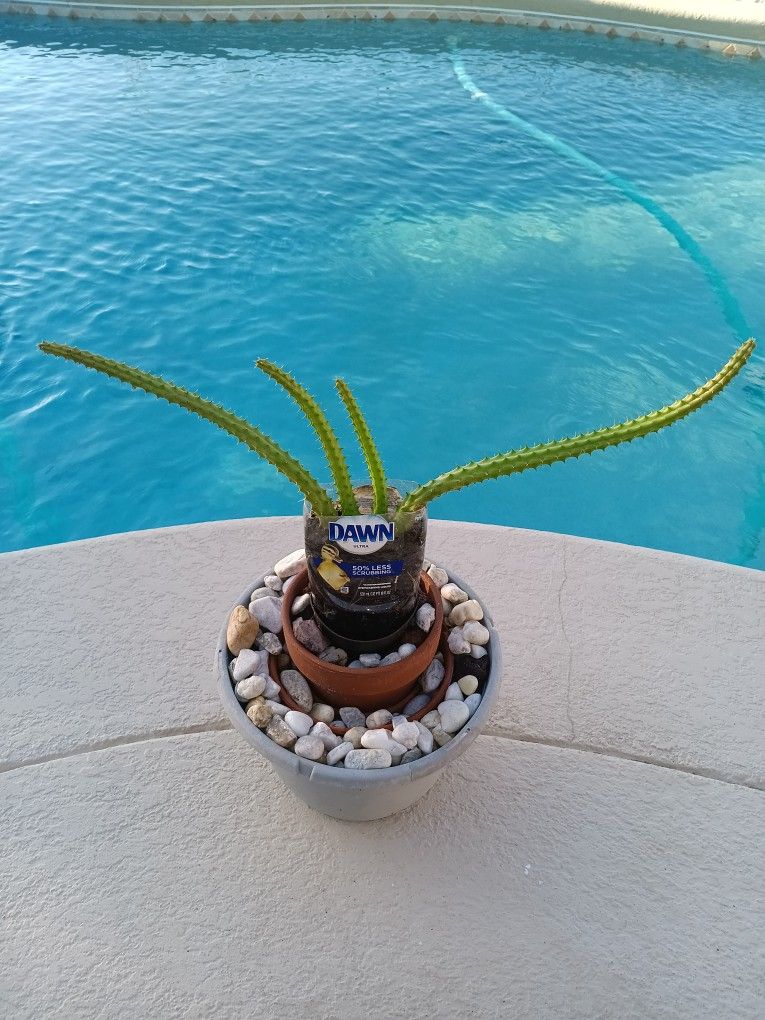 Dragon Flower Succulent Plant- Huernia Schneideriana $12 -Ship $9