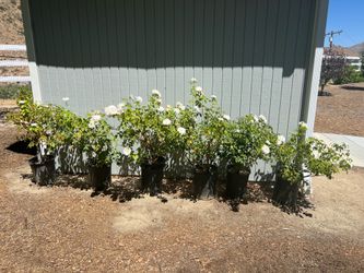 White Iceberg Rose Bushes - 5 Gallon Pots