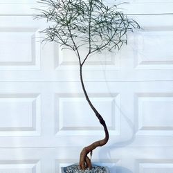 Brachychiton Rupestris/ Bottle Tree (Planter Included)