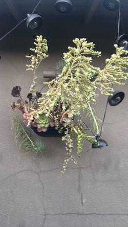 Beautiful succulents