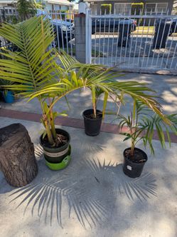 Palm trees