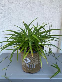 Spider plant