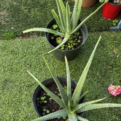Healthy Aloe Vera Plants In A 3 Gallon Plastic Pot 