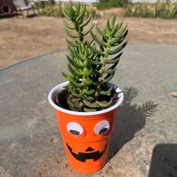 Mini Halloween decert plant