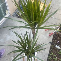 mountain money tree