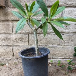 Plumeria Tree